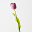 French Tulip (Set of 12)