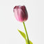 French Tulip (Set of 12)