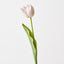 French Tulip (Set of 12)