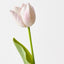 French Tulip (Set of 12)
