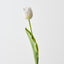 French Tulip (Set of 12)