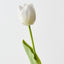 French Tulip (Set of 12)