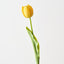 French Tulip (Set of 12)