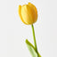 French Tulip (Set of 12)