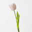French Tulip (Set of 12)