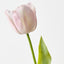 French Tulip (Set of 12)