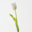 French Tulip (Set of 12)