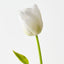French Tulip (Set of 12)