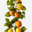 Lemon & Orange Garland (Set of 2 )