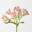 Alstromeria Spray (Set of 12)