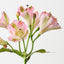 Alstromeria Spray (Set of 12)