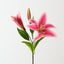 Tiger Lily (Set of 12)