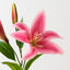 Tiger Lily (Set of 12)