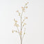 Anise Berry Spray (Set of 12)