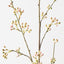 Anise Berry Spray (Set of 12)
