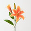 Tiger Lily (Set of 12)