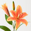 Tiger Lily (Set of 12)