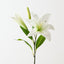 Tiger Lily (Set of 12)