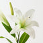 Tiger Lily (Set of 12)