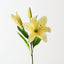 Tiger Lily (Set of 12)