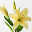 Tiger Lily (Set of 12)