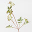 Sedum Spray (Set of 12)