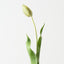 Dutch Tulip (Set of 12)