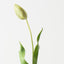 Dutch Tulip (Set of 12)