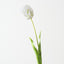 Parrot Tulip (Set of 12)