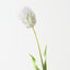 Parrot Tulip (Set of 12)
