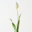 Dutch Tulip (Set of 12)