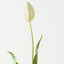 Dutch Tulip (Set of 12)