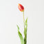 Dutch Tulip (Set of 12)