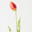 Dutch Tulip (Set of 12)