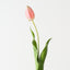 Dutch Tulip (Set of 12)