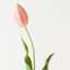 Dutch Tulip (Set of 12)