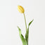 Dutch Tulip (Set of 12)