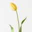 Dutch Tulip (Set of 12)