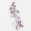 Stock Flower (Set of 12)