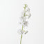 Stock Flower (Set of 12)