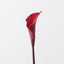 Calla Lily (Set of 12)