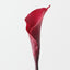 Calla Lily (Set of 12)