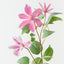 Clematis Spray (Set of 12)