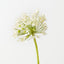 Allium (Set of 12)