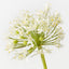 Allium (Set of 12)