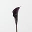 Calla Lily (Set of 12)