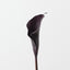Calla Lily (Set of 12)