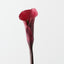 Calla Lily (Set of 12)