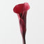 Calla Lily (Set of 12)