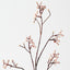 Tallow Spray (Set of 12)
